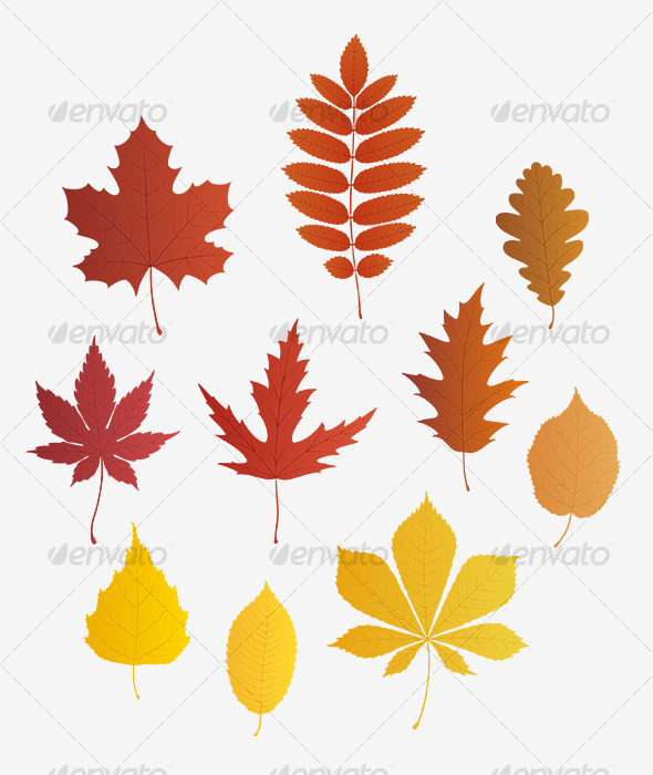 GraphicRiver Autumn leaves vector 127795 GraphicRiver Autumn leaves vector 127795