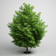 CGAxis Maple Tree 08 CGAxis Maple Tree 08 - 3DOcean Item for Sale