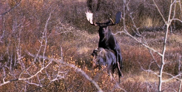 VideoHive Moose Mating 3 1582497 VideoHive Moose Mating 3 1582497