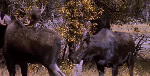 VideoHive Moose Mating Behavior 1582499 VideoHive Moose Mating Behavior 1582499