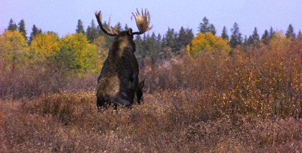 VideoHive Moose Mating 4 1582506 VideoHive Moose Mating 4 1582506