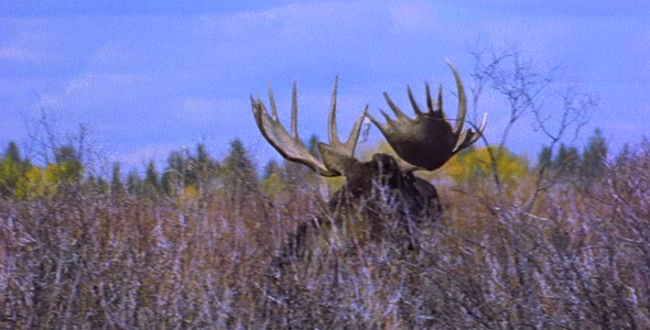 VideoHive Moose Mating 5 1582507 VideoHive Moose Mating 5 1582507