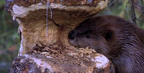 VideoHive Beaver Chewing Tree 2 1583140 VideoHive Beaver Chewing Tree 2 1583140