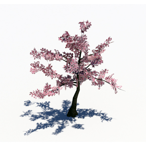 3DOcean Lowpoly Cherry Tree 1871402