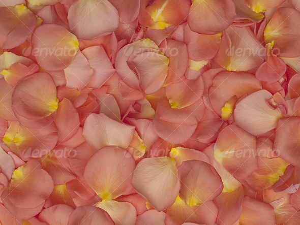 GraphicRiver Rose Petals Texture Background 85595 GraphicRiver Rose Petals Texture Background 85595