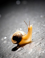 Common Garden Snail Common Garden Snail - PhotoDune Item for Sale