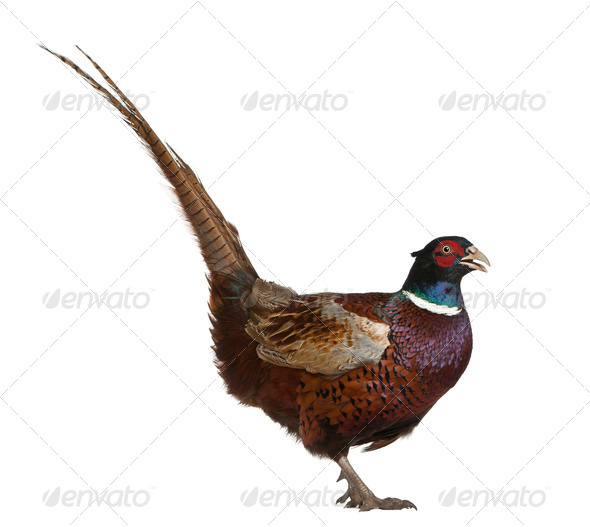 Male European Common Pheasant, Phasianus colchicus, a bird in the pheasant, standing (Misc) Photo Download
