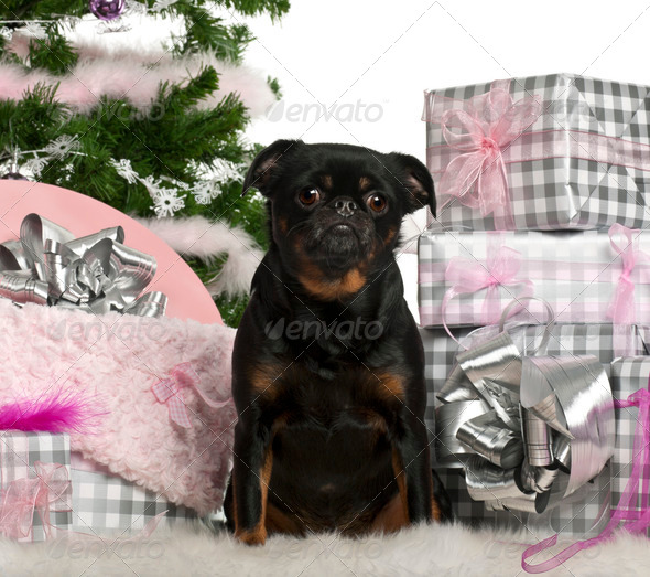 Mixed-breed dog sitting with Christmas tree and gifts in front of white background (Misc) Photo Download