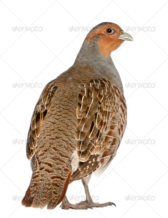 Portrait of Grey Partridge, Perdix perdix, also known as the English Partridge, Hungarian Partridge (Misc) Photo Download