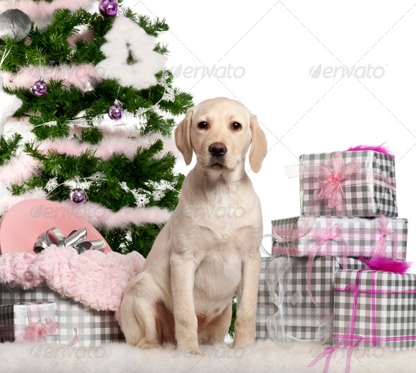 Labrador Retriever puppy, 3 months old, sitting with Christmas tree (Misc) Photo Download