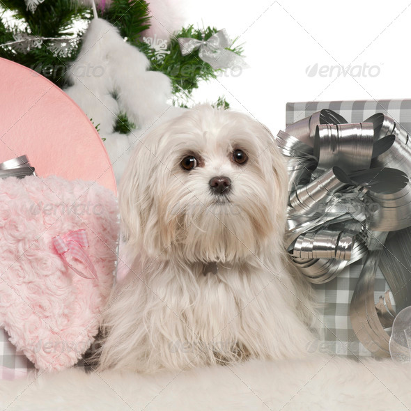 Maltese, 7 months old, with Christmas tree and gifts in front of white background (Misc) Photo Download