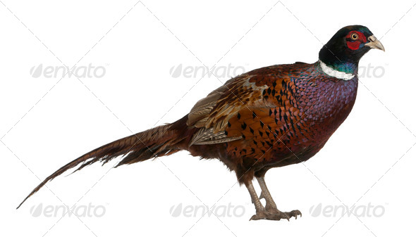 Male European Common Pheasant, Phasianus colchicus, a bird in the pheasant, standing (Misc) Photo Download