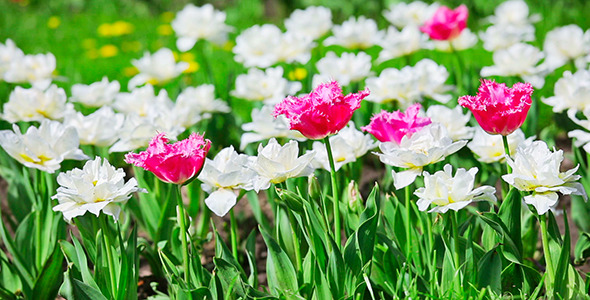 VideoHive Pink And White Tulips 2453193 VideoHive Pink And White Tulips 2453193