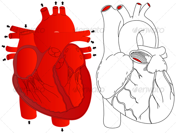 GraphicRiver Human Heart 92498 GraphicRiver Human Heart 92498