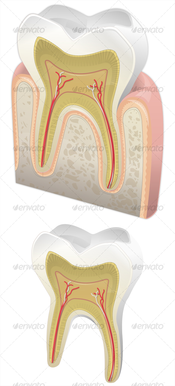GraphicRiver Human tooth 93437 GraphicRiver Human tooth 93437