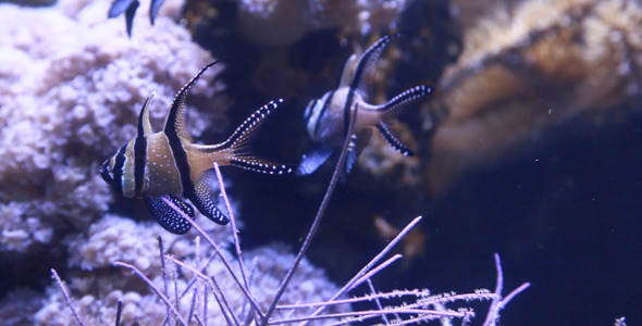 VideoHive Fish Aquarium Pack 2 Files Full HD 2574413 VideoHive Fish Aquarium Pack 2 Files Full HD 2574413