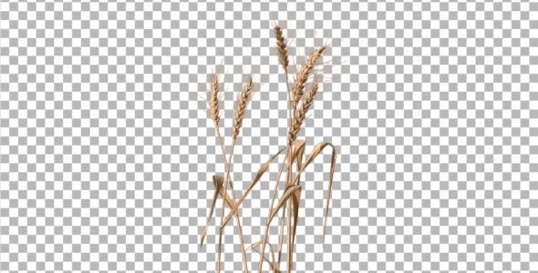 VideoHive Wheat 3-Pack 2631099 VideoHive Wheat 3-Pack 2631099