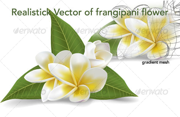 GraphicRiver frangipani vector flowers 94565 GraphicRiver frangipani vector flowers 94565