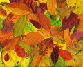 Autumn leaves background Autumn leaves background - PhotoDune Item for Sale
