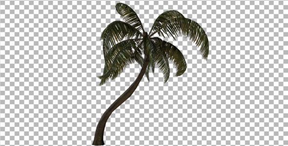 VideoHive Palm Tree 3382734 VideoHive Palm Tree 3382734