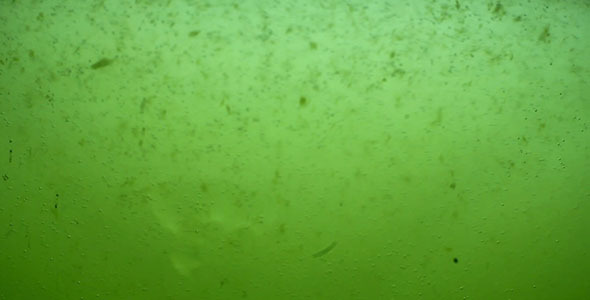 VideoHive Green Dirty Water Sludge Background Loop 3389799 VideoHive Green Dirty Water Sludge Background Loop 3389799