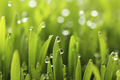 water drops water drops - PhotoDune Item for Sale