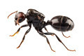 Lasius niger Lasius niger - PhotoDune Item for Sale