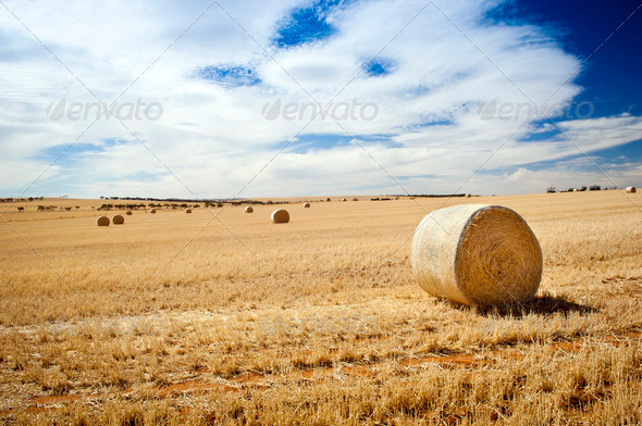 Harvest - Stock Photo - Images