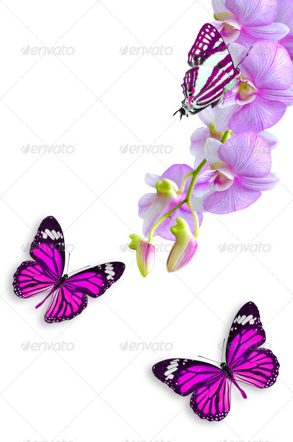 Animated Flowers And Butterflies Â» Tinkytyler.org - Stock Photos & Graphics