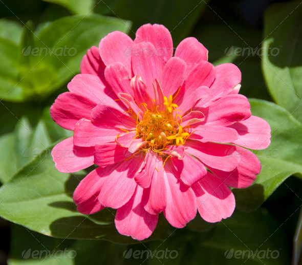 Gambar Pink Flower Kartun Tinkytyler Stock S