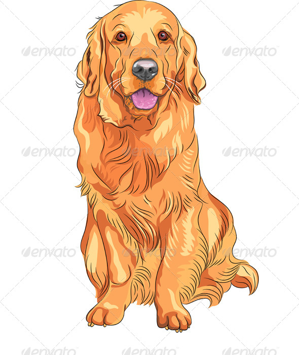GraphicRiver Vector Dog Breed Golden Retriever Sitting 4079598 GraphicRiver Vector Dog Breed Golden Retriever Sitting 4079598
