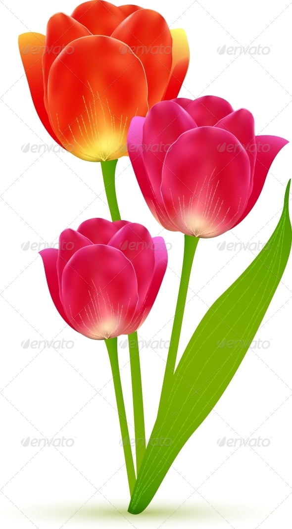spring tulips clip art - photo #33