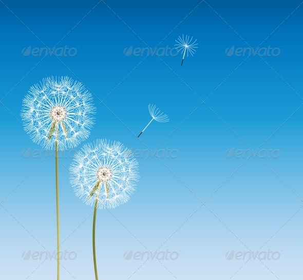 Download Frame Bunga  Dandelion   Tinkytyler org Stock 