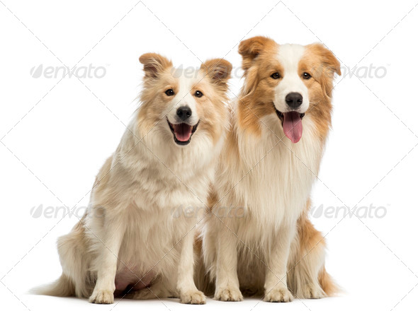 Male and female Border Collie, 1.5 years old and 2.5 years old, sitting, panting (Misc) Photo Download