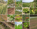 Agriculture Agriculture - PhotoDune Item for Sale