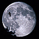 Moon and Bird