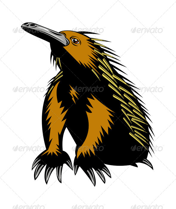 GraphicRiver Spiny Anteater or Echidna 5208174