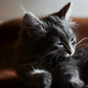 Kitten Washes Himself Kitten Washes Himself - VideoHive Item for Sale