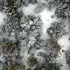 Aerial Avet Trees Aerial Avet Trees - VideoHive Item for Sale