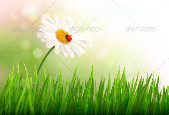 GraphicRiver Spring Background with a Daisy and a Ladybug 7224258 GraphicRiver Spring Background with a Daisy and a Ladybug 7224258
