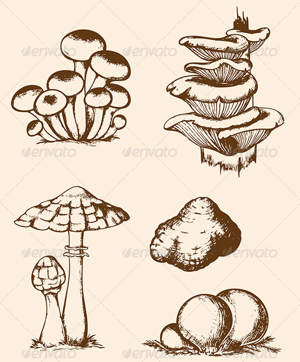 GraphicRiver Vintage Hand Drawn Forest Mushrooms 7245594 GraphicRiver Vintage Hand Drawn Forest Mushrooms 7245594