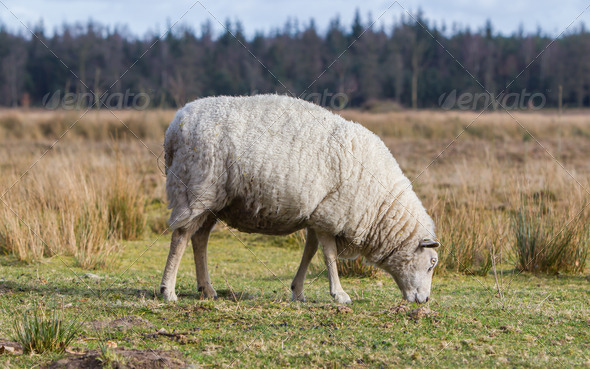 Sheep with a thick winter coat (Misc) Photo Download