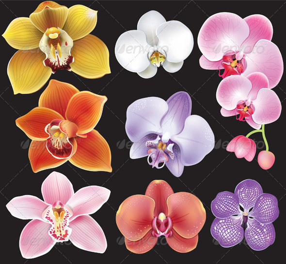 GraphicRiver Collection of Orchid Flowers 7264826 GraphicRiver Collection of Orchid Flowers 7264826