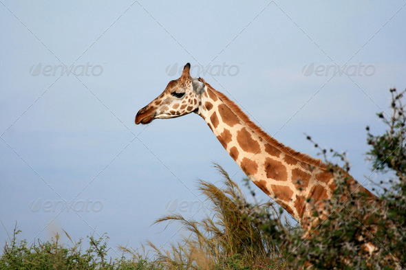 Giraffe, Uganda, Africa (Misc) Photo Download