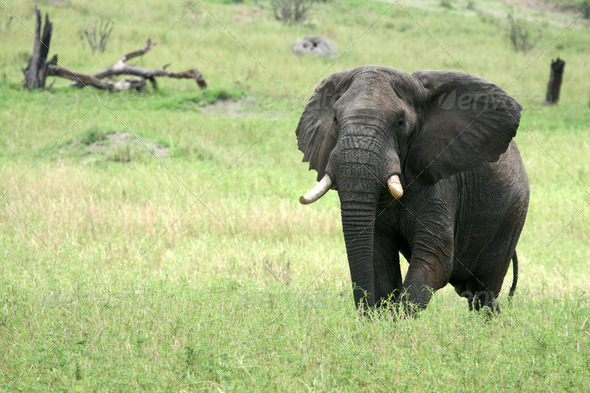 Elephant. Tanzania, Africa (Misc) Photo Download