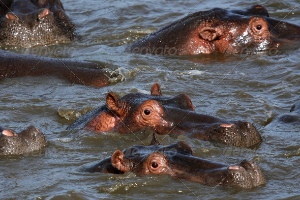 Hippos in Africa (Misc) Photo Download