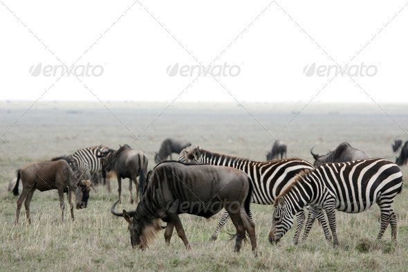 Wildebeest - Serengeti Safari, Tanzania, Africa (Misc) Photo Download