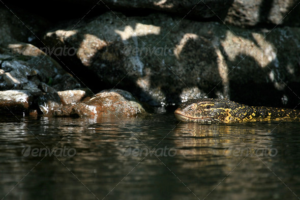 Lake Victoria - The Source of The River Nile - Uganda, Africa (Misc) Photo Download