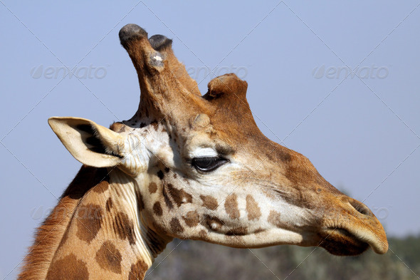 giraffe (Misc) Photo Download