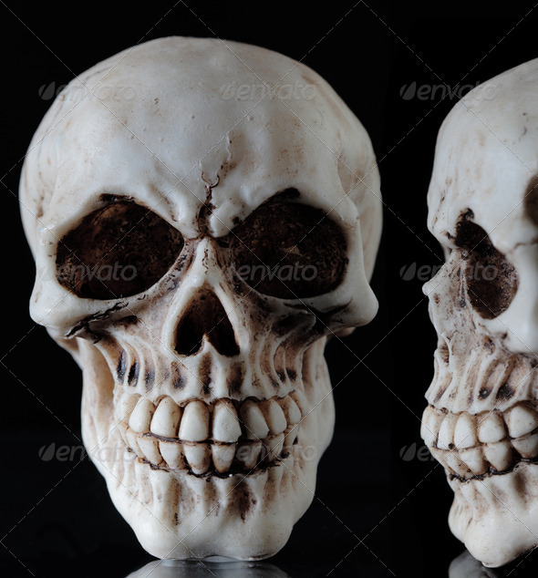 human skull (Misc) Photo Download